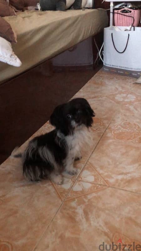 Shih Tzu for Sale 1