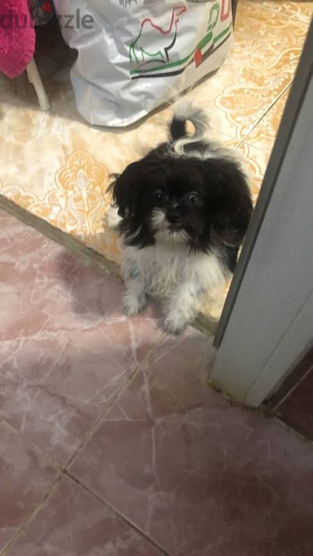 Shih Tzu for Sale 2