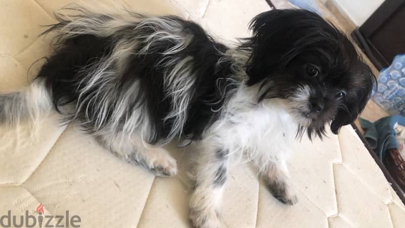 Shih Tzu for Sale 3