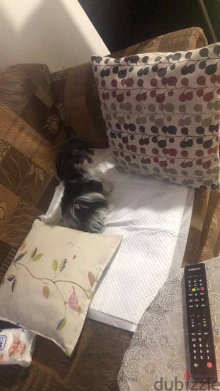 Shih Tzu for Sale 4