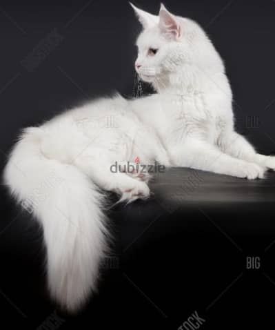 fluffy percian cat