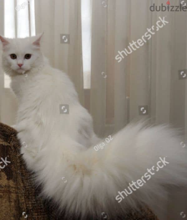 fluffy percian cat 2