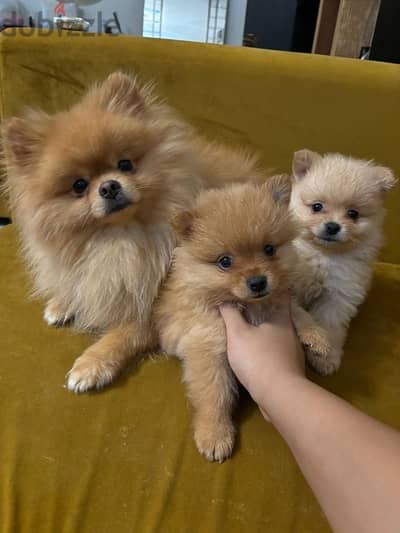 2 months Pomeranian