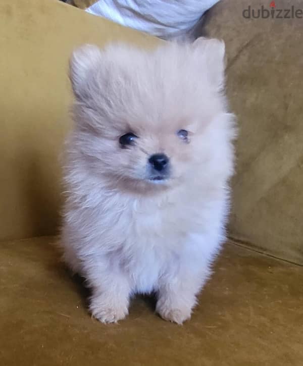 2 months Pomeranian 3