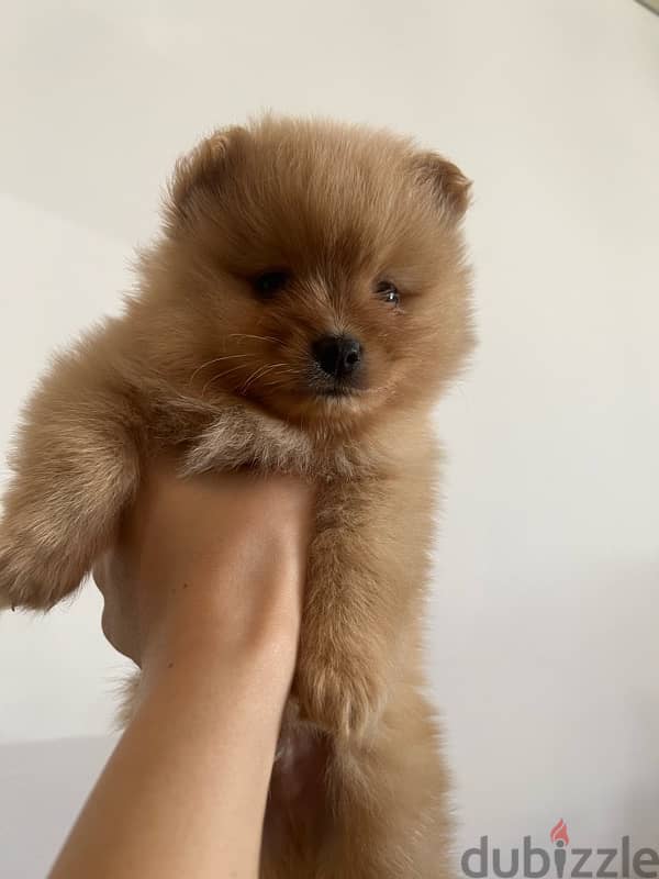 2 months Pomeranian 4