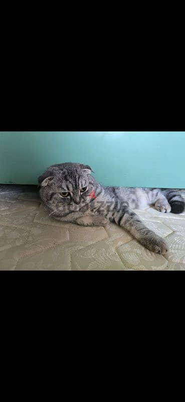 Scottish fold cross breed female cat 0