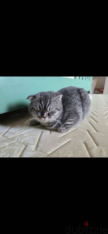 Scottish fold cross breed female cat 1