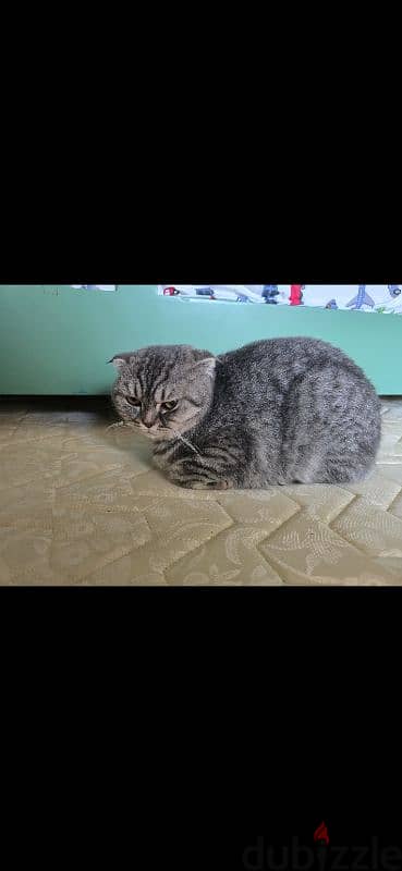 Scottish fold cross breed female cat 2