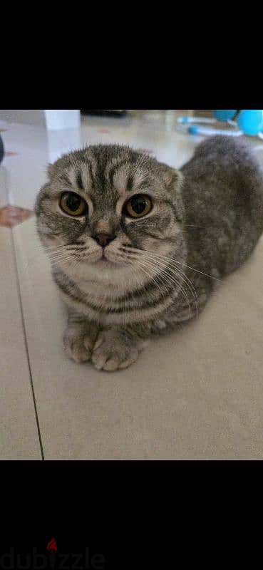 Scottish fold cross breed female cat 3