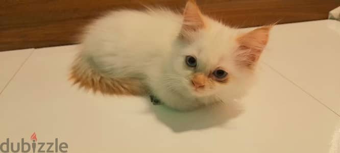 Persian cat 968-97426245