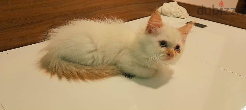 Persian cat 968-97426245 1