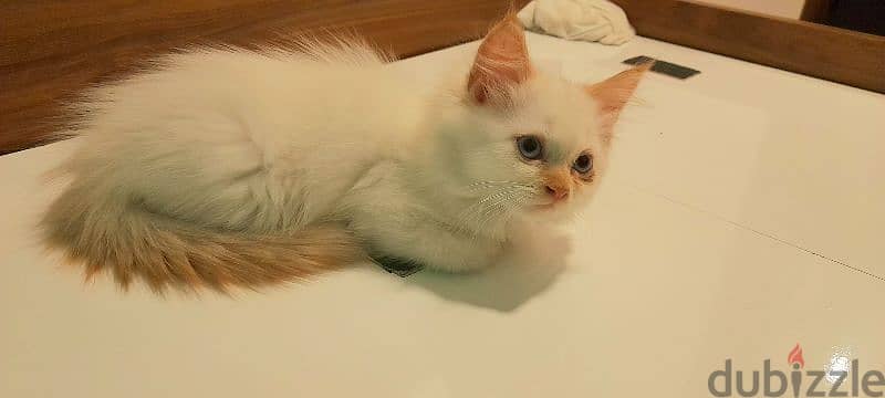 Persian cat 968-97426245 2