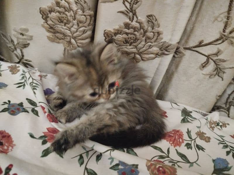 Persian + Turkish Kittens for sale قطط صغيرة شيرازية و تركية للبيع 0