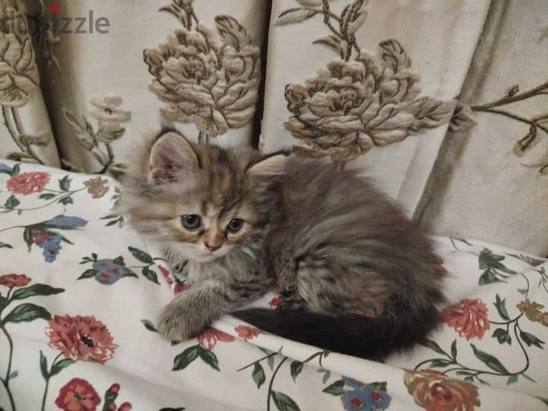 Persian + Turkish Kittens for sale قطط صغيرة شيرازية و تركية للبيع 1