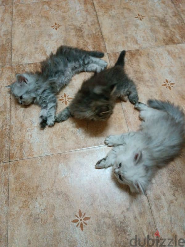 Persian + Turkish Kittens for sale قطط صغيرة شيرازية و تركية للبيع 3