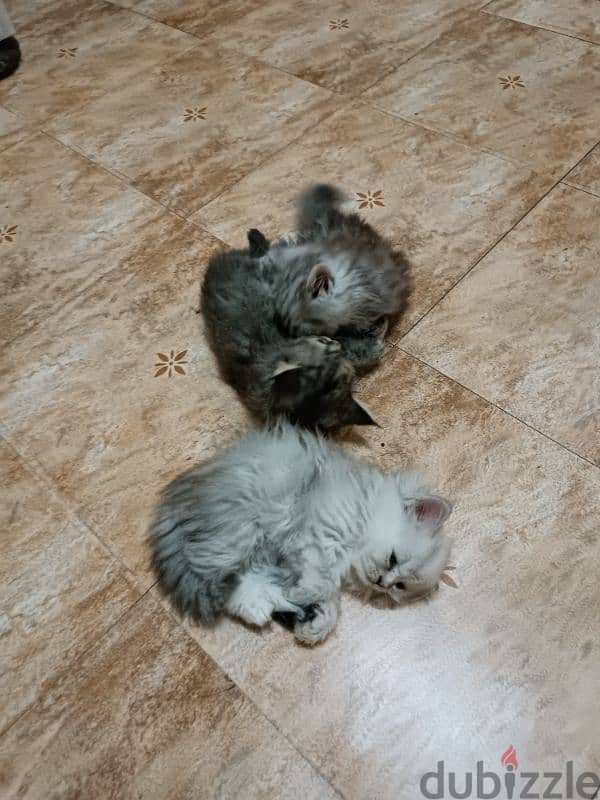 Persian + Turkish Kittens for sale قطط صغيرة شيرازية و تركية للبيع 4