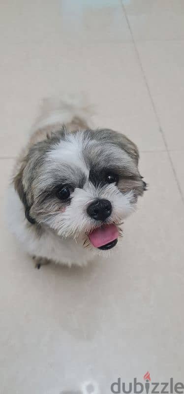 American Shih Tzu 0