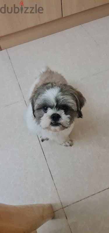 American Shih Tzu 1