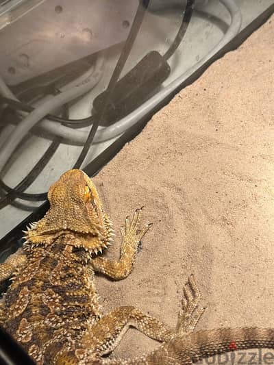 Bearded dragon lizard