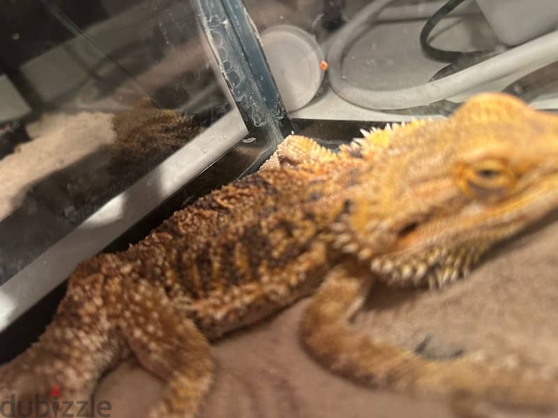 Bearded dragon lizard 16