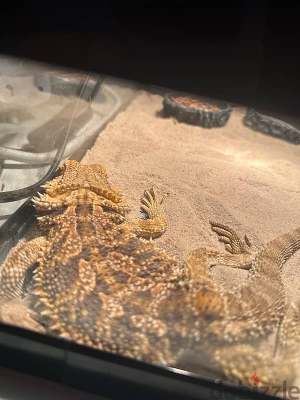 Bearded dragon lizard 17