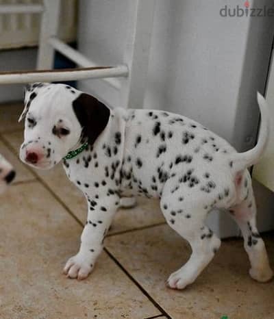 Whatsapp Me +966583921348 Dalmatian Puppies