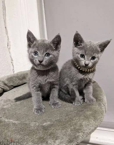 Whatsapp Me (+966 58899 3320) Russian Blue Kittens