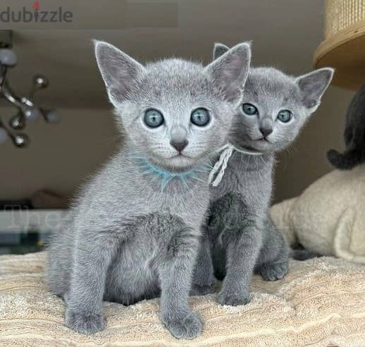 Whatsapp Me (+966 58899 3320) Russian Blue Kittens 1