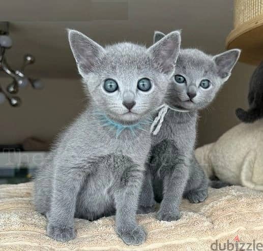 Russian Blue Cats Whatsapp Me (+966 58899 3320) 0