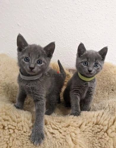 Russian Blue Cats Whatsapp Me (+966 58899 3320) 1