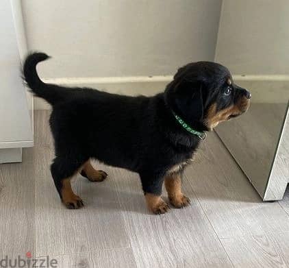 Whatsapp Me +966588993320 Rottweiler Puppies 1