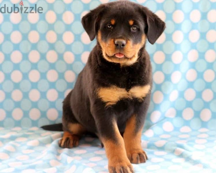 Whatsapp Me +966588993320 Nice Rottweiler Puppies 0