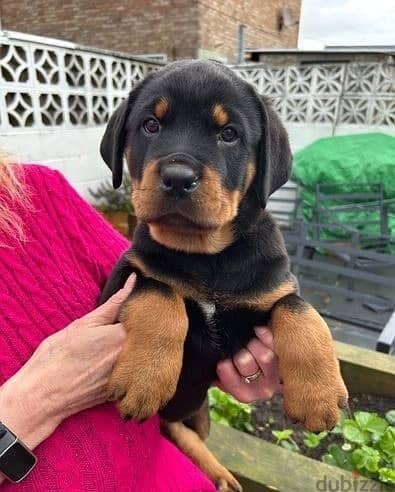 Whatsapp Me +966588993320 Nice Rottweiler Puppies 1