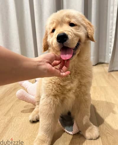 Golden retriever  puppy available for sale