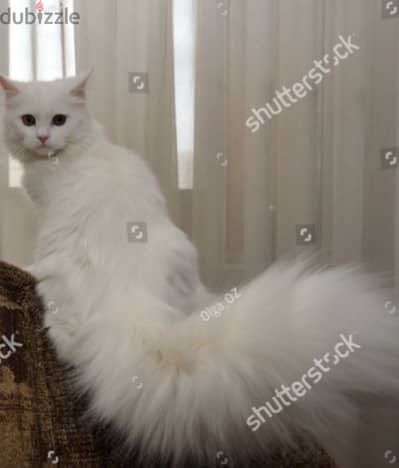 puffy cat