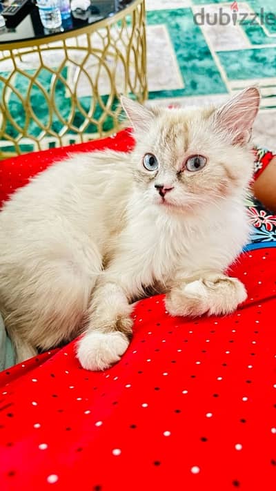 Persian female cat for sale