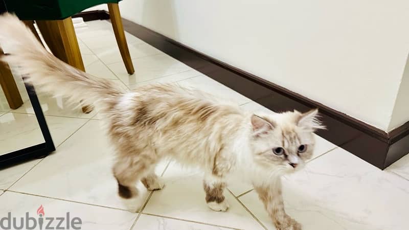 Persian female cat for sale 1