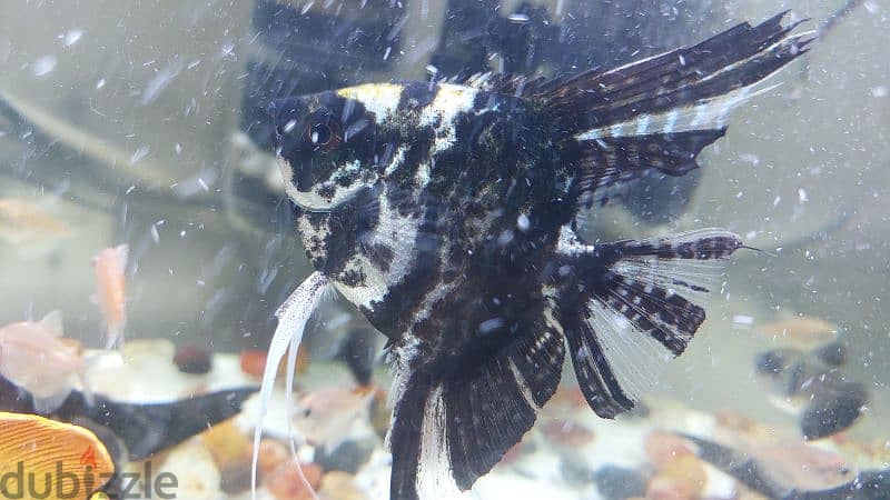 angel fish 1