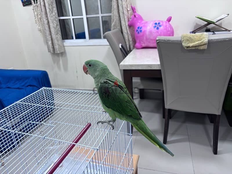 Alexanderine Parrot Approx 5 month old for sale 0