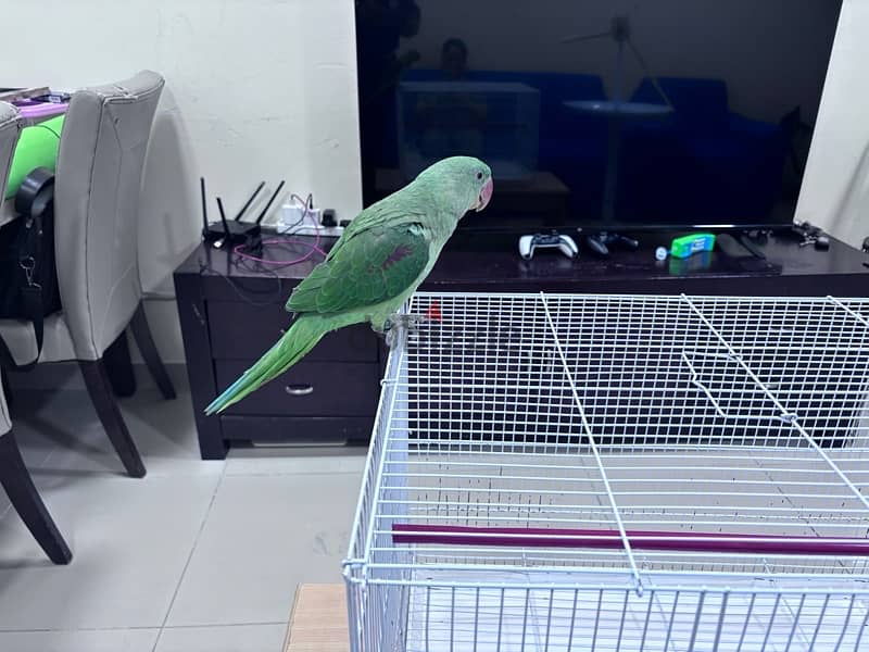 Alexanderine Parrot Approx 5 month old for sale 1