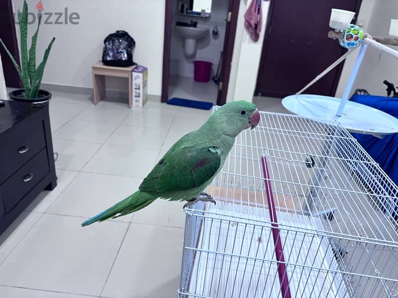 Alexanderine Parrot Approx 5 month old for sale 2