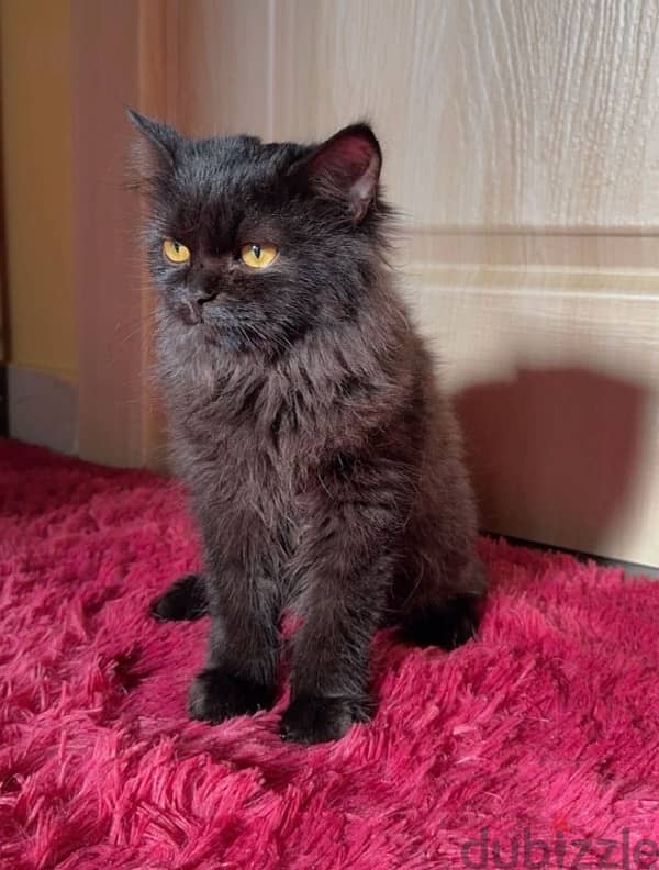 Persian Cat Female 1