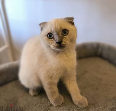 Mix Breed Kittens - قطط للبيع