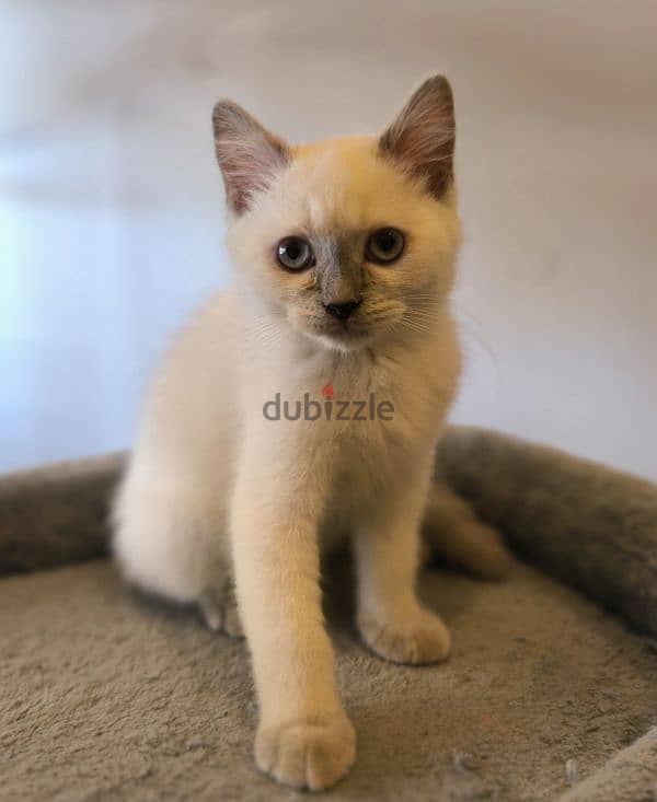 Mix Breed Kittens 2