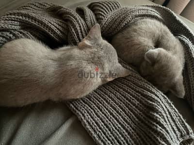 Pure Breed British Short Hair for sale 2 kittens