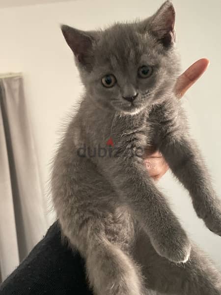 Pure Breed British Short Hair for sale 2 kittens 3