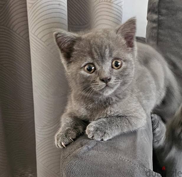 Pure Breed British Short Hair for sale 2 kittens 4