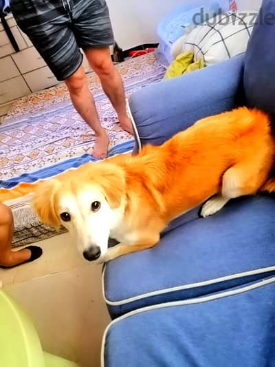 Mixed Breed Golden Retriever to Corgi breed.