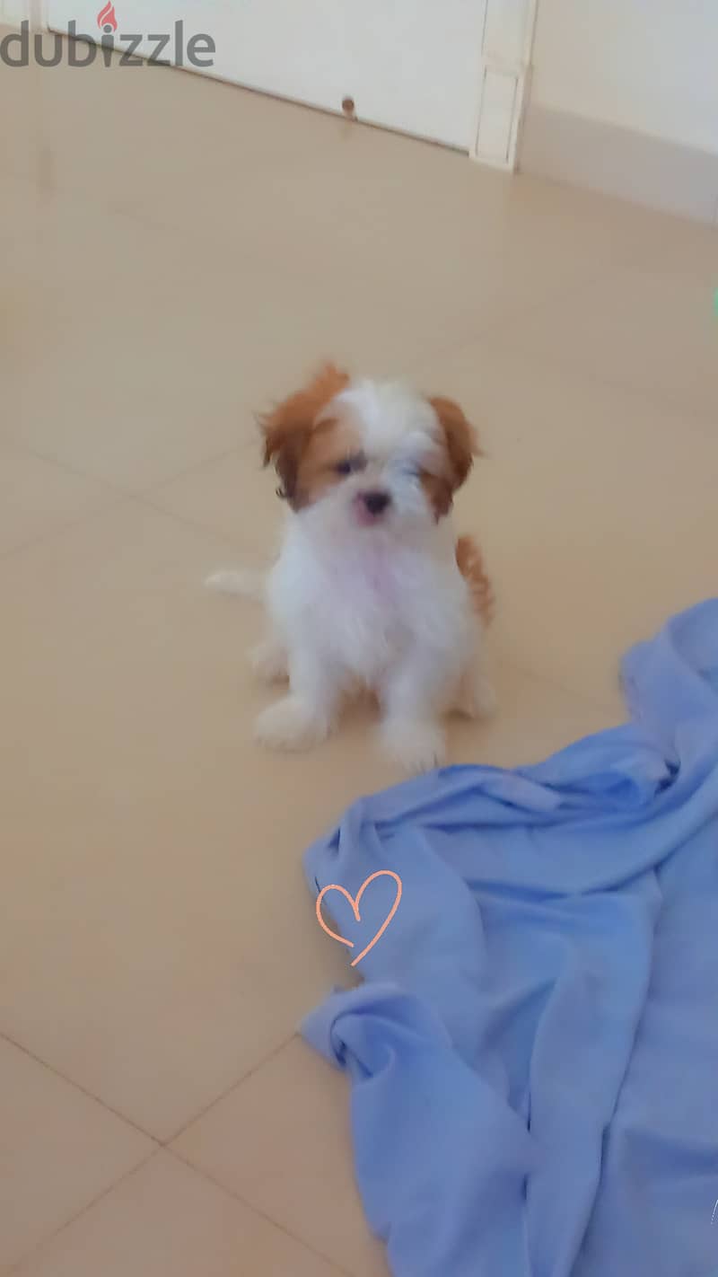 Shih Tzu puppies 1