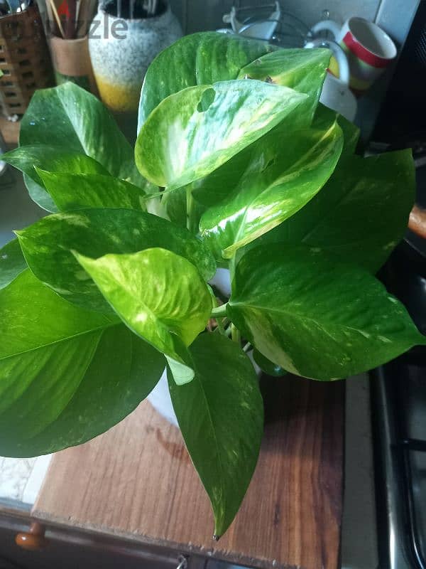 home grown plants for sale 0